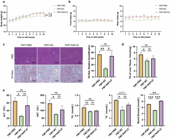 Fig. 4: The severity of NAFLD in CB2R-/- mice was alleviated when transplanted with WT NCD mice gut microbiota.
