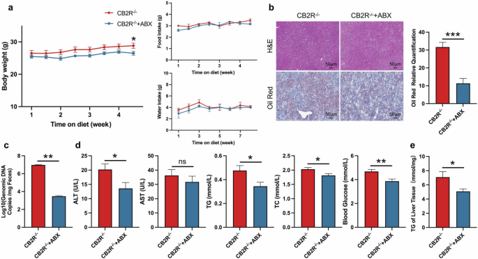 Fig. 5: Antibiotic treatment alleviates the NAFLD phenotype of CB2R-/- mice.