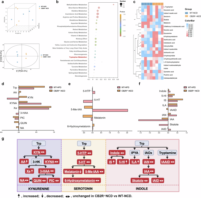 Fig. 9: Disordered tryptophan metabolism in CB2R–/– mice.