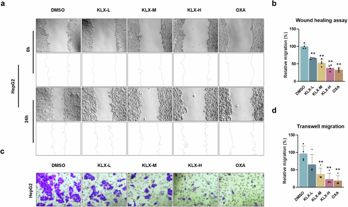Fig. 2: The effect of KLX on HepG2 cell migration.