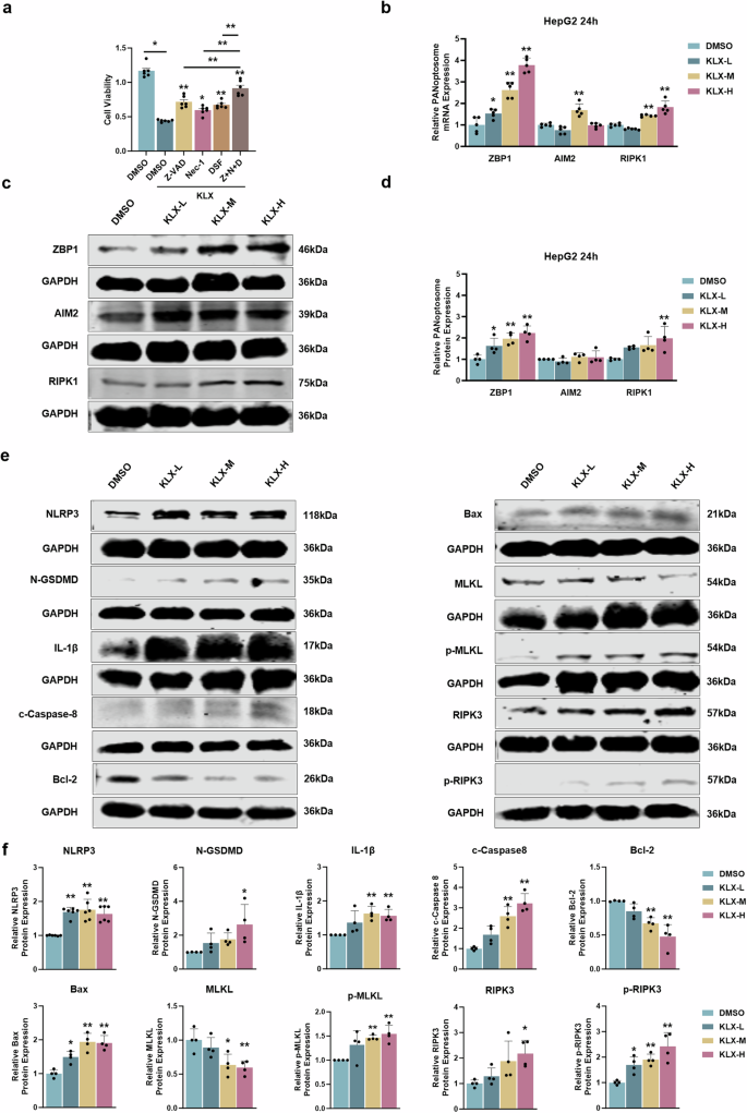 Fig. 3: Validation of KLX-mediated effects on PANoptosis.