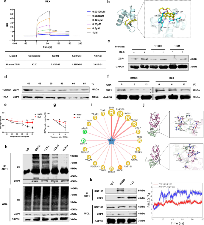 Fig. 4: Assessment of the direct regulatory effect of KLX on the ZBP1 protein.