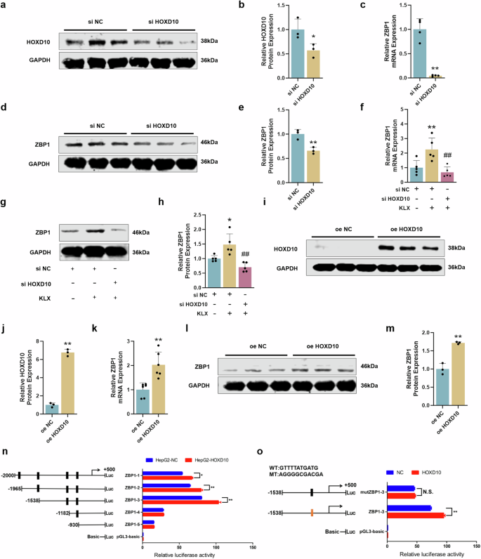 Fig. 5: Verification of KLX-induced ZBP1 transcription via HOXD10.
