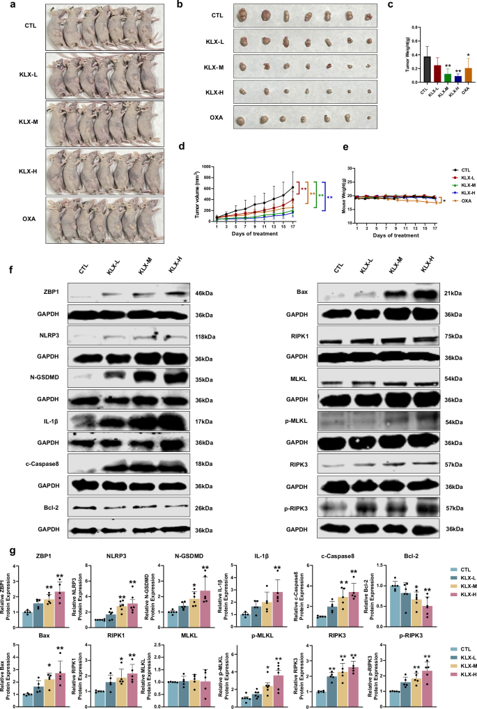 Fig. 7: Tumor changes in nude mice after 16 d of KLX administration in a subcutaneous tumor model.
