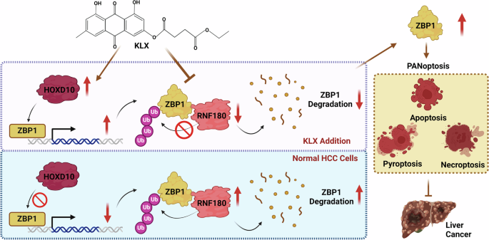 Fig. 8: KLX modulates PANoptosis in liver cancer via ZBP1-mediated pathways.