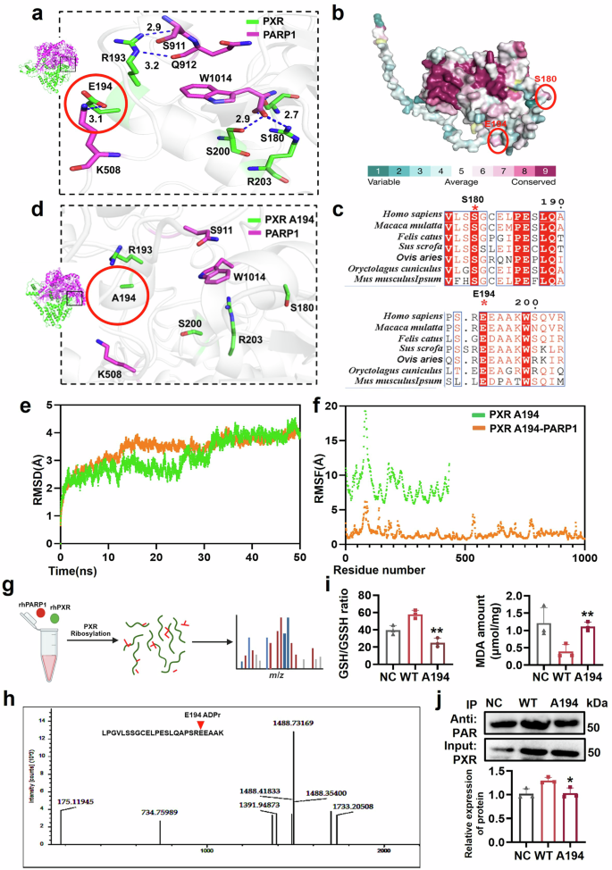 setria glutathione reviews PXR ribosylation at E194 amplifies NAPQI in acetaminophen‒induced liver  injury in mice, rescued by Schisandrin B