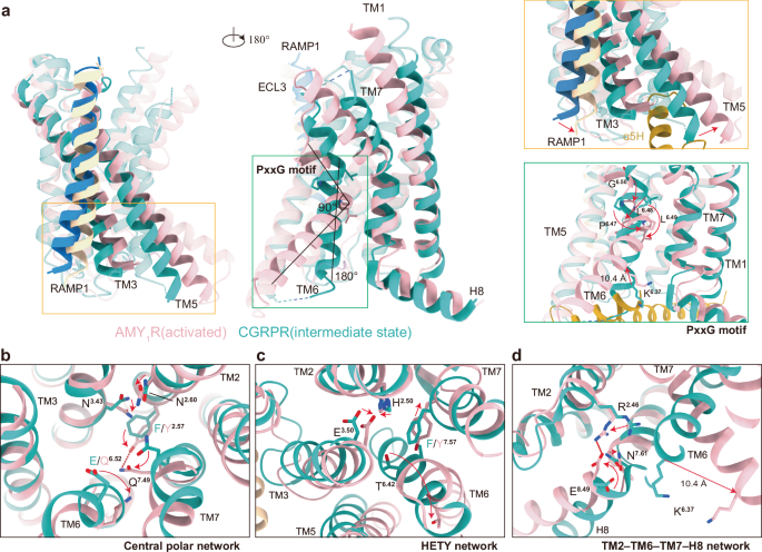 cagrilintide fibrils Structural and mechanistic insights into dual activation of cagrilintide in amylin and calcitonin receptors