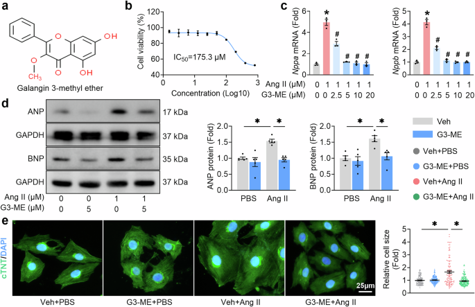 Fig. 1: Galangin 3-methyl ether (G3-ME) treatment alleviates angiotensin II (Ang II)-induced cardiomyocyte hypertrophy in H9c2 cells.