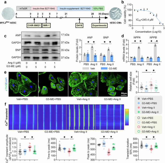 Fig. 2: Galangin 3-methyl ether (G3-ME) ameliorates angiotensin II (Ang II)-induced human cardiomyocyte hypertrophy.