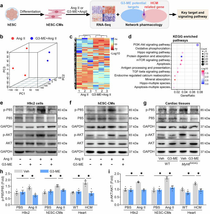 Fig. 6: Galangin 3-methyl ether (G3-ME) inhibits pathological cardiac hypertrophy by regulating the PI3K-AKT signaling pathways.