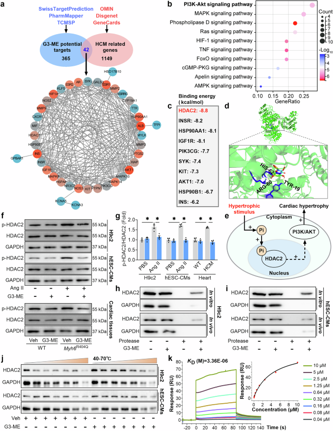 Fig. 7: Galangin 3-methyl ether (G3-ME) prevents pathological cardiac hypertrophy by directly targeting HDAC2.