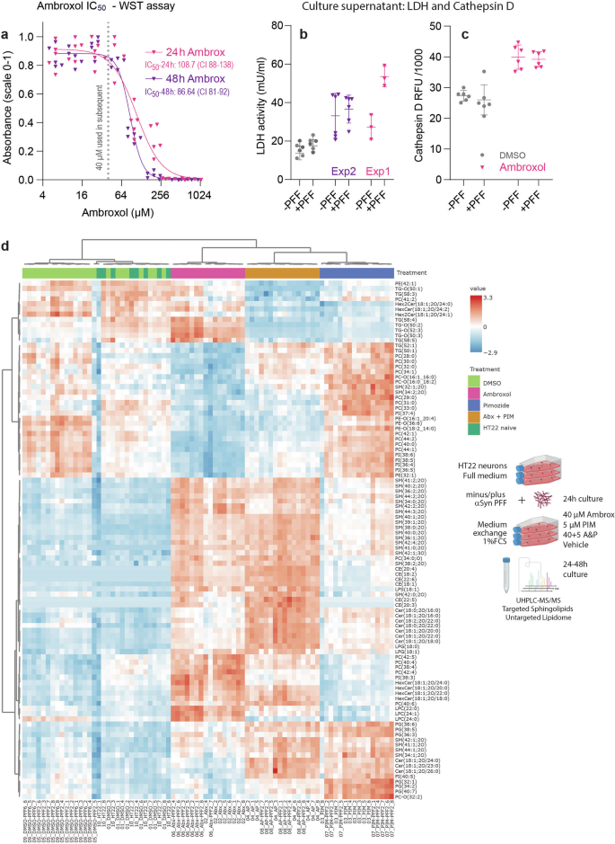Fig. 11: Ambroxol causes extracellular release of lysosomal enzymes and leads to sphingolipid accumulation.
