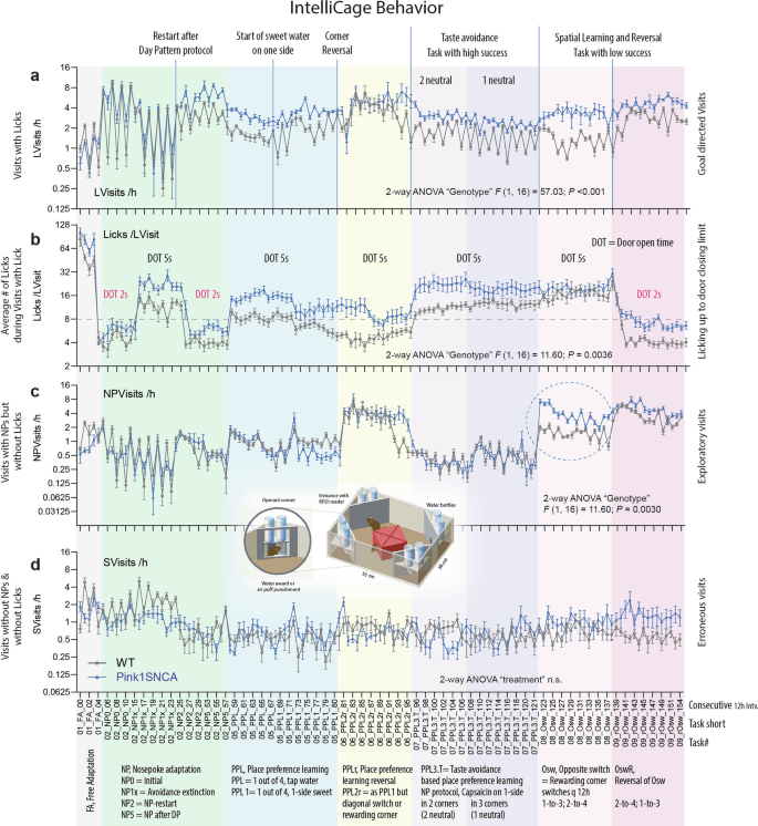 Fig. 2: Longitudinal behaviour of Pink1−/−SNCAA53T versus wildtype Sv129-FVB mice in IntelliCages.