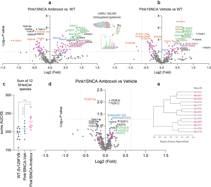 Fig. 8: Untargeted lipidomic analysis in the brain.