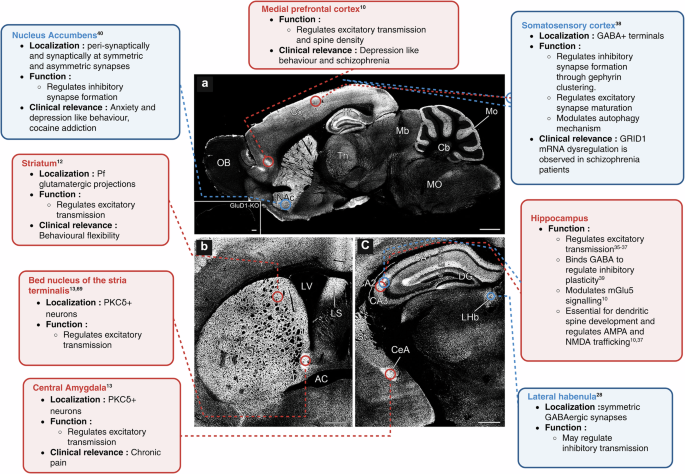 Fig. 1: Region-specific localization and functional diversity of GluD1 in the rodent brain.