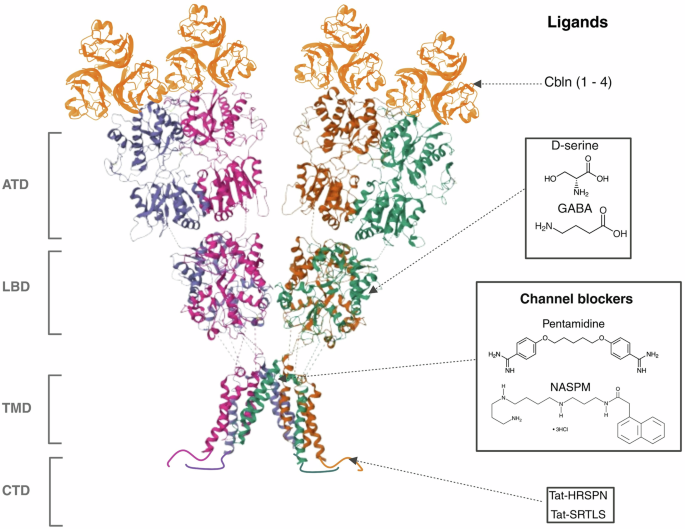 Fig. 3: Domain architecture of GluD1 and current therapeutic strategies targeting its modular structure.