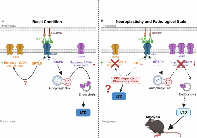 Fig. 4: C-terminal domain-specific signaling by GluD1 in basal and pathological states: Mechanistic insights and peptide-based rescue strategies.