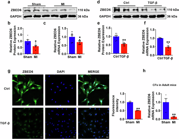 Fig. 1: ZBED6 expression levels in MI-4 week-mice and TGF-β activated PMCFs.