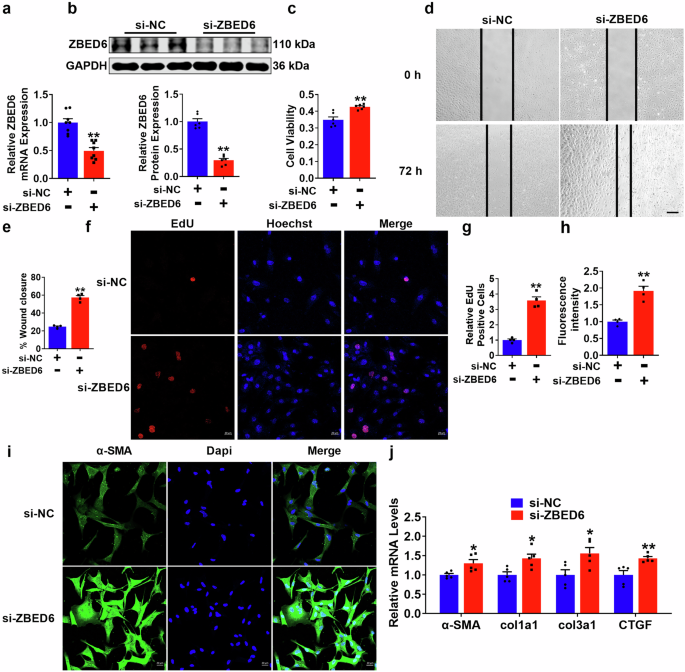 Fig. 5: The absence of ZBED6 regulated PMCFs activation.