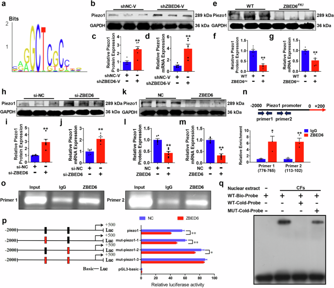 Fig. 6: ZBED6 inhibits Piezo1 transcription.