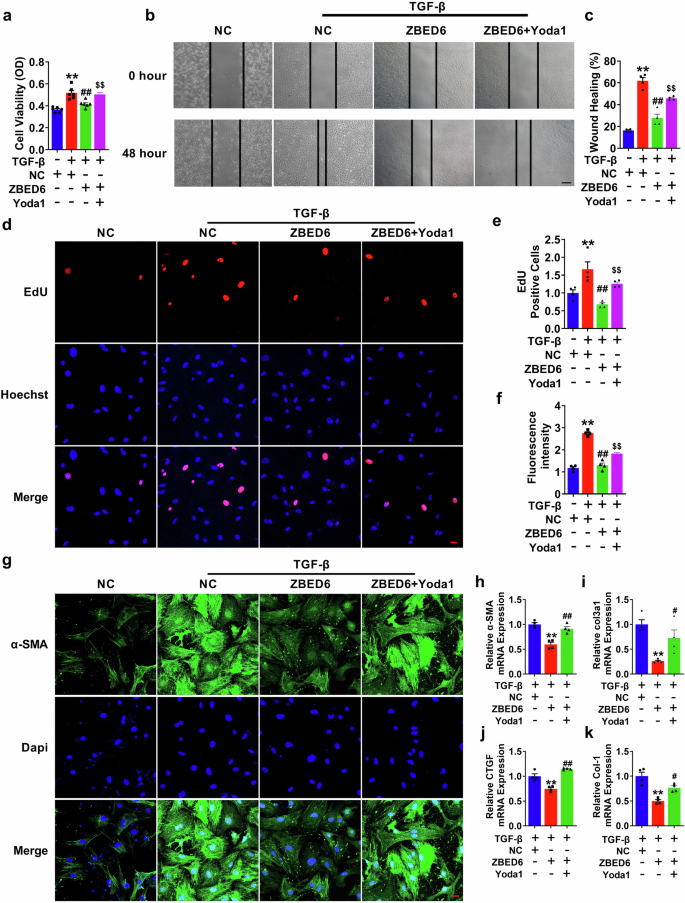 Fig. 7: Piezo1 mediates the regulation of ZBED6 on PMCFs activation.