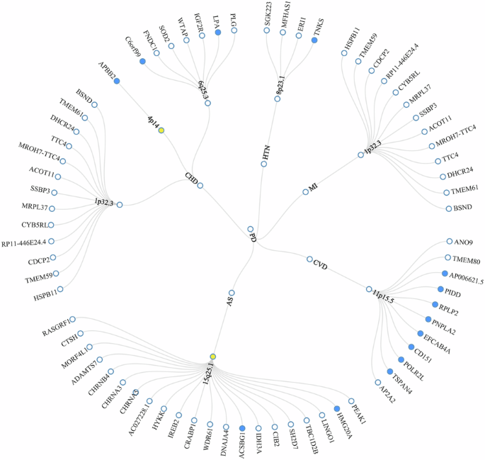 Fig. 3: The circular diagram presents pleiotropic loci and genes identified by PLACO among the seven trait pairs.