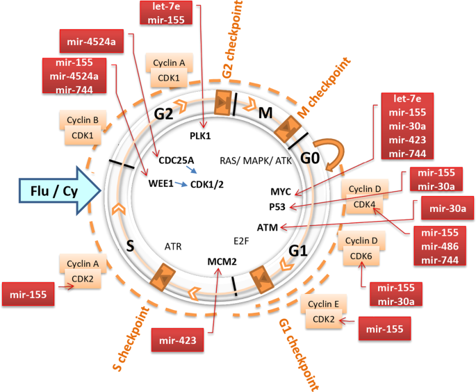 Fig. 5: Putative functional roles of differentially expressed miRs (DEM) in regulation of cell cycle phases (M, G1, S, G2) and checkpoints (M, G1, S, G2) in CLL.