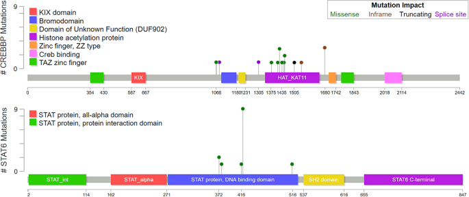 Fig. 5: Location and predicted functional impact of mutations in CREBBP and STAT6.