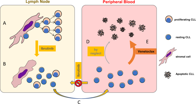 Ibrutinib And Venetoclax Target Distinct Subpopulations Of Cll Cells Implication For Residual Disease Eradication Blood Cancer Journal
