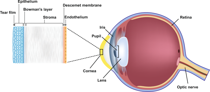 Fig. 1: Anatomy of the eye, with focus on the cornea.
