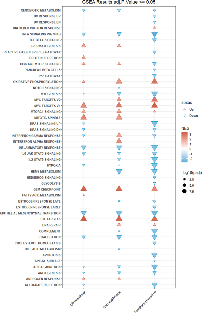 Fig. 5: Result of the Gene Set Enrichment Analysis comparing chromothripsis, chromoplexy and templated insertion.