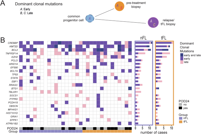 Fig. 3: CREBBP and KMT2D are early dominant clonal mutations in FL.