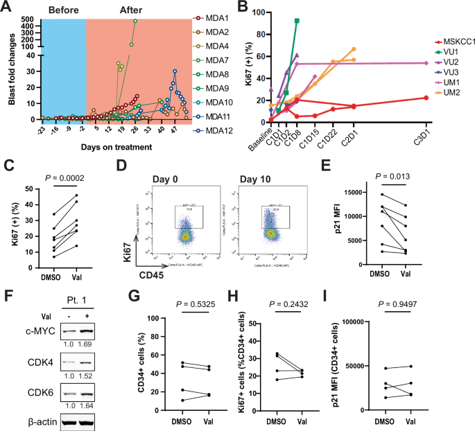 Fig. 1: EZH2/1 inhibition induces proliferation of AML stem/progenitor cells but not of normal bone marrow hematopoietic stem/progenitor cells.