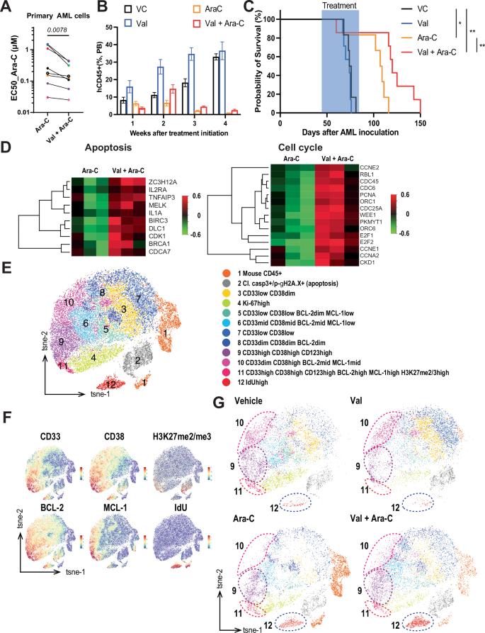 Fig. 2: EZH2/1 inhibition in combination with cytarabine targets immature AML blasts with elevated BCL-2 and MCL-1 levels and demonstrates enhanced anti-AML efficacy in vitro and in vivo.