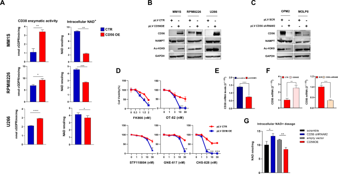 Fig. 1: CD56 levels on bone marrow plasma cells enhance anti-MM activity of NAD+-depleting agents by affecting CD38 enzymatic activity.