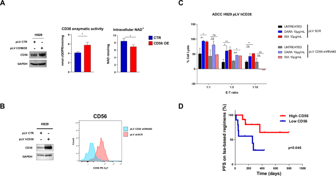 Fig. 3: CD56 modulation in CD38 high-expressing cells modulates ADCC response to anti-CD38 Monoclonal Antibodies.