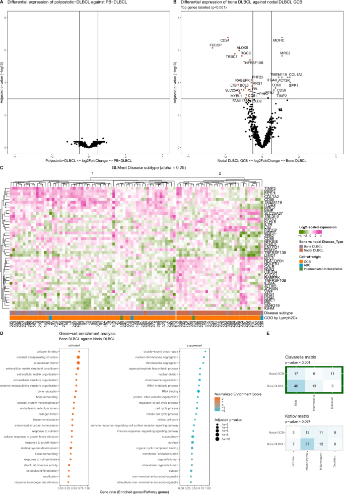 Fig. 3: Different gene-expression profiles between the bone-DLBCL and nodal-DLBCL-GCB cohorts.