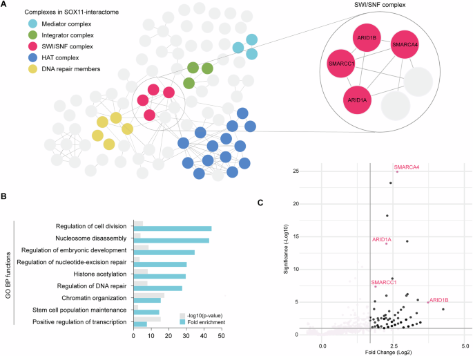 Fig. 1: The SOX11-protein interacting network of 92 specific protein partners (SOX11-interactome) in MCL.