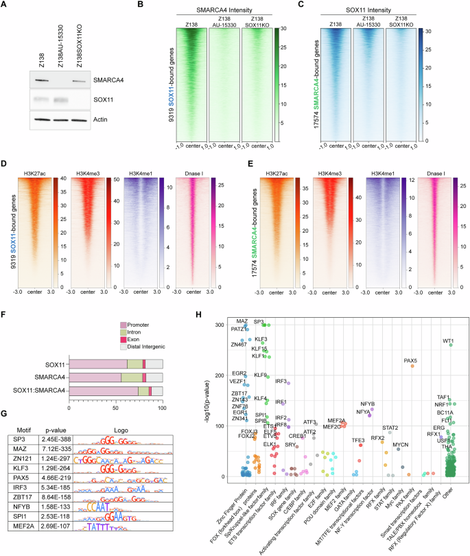 Fig. 3: SOX11:SMARCA4 complex binds promoter regions with active histone marks.