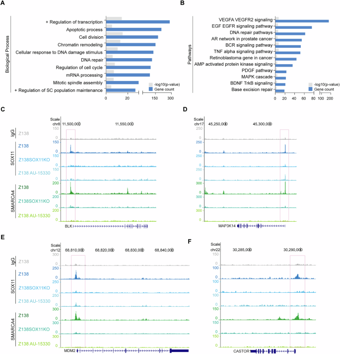 Fig. 4: SOX11:SMARCA4 complex binds at promoter regions of key proto-oncogenes in MCL.