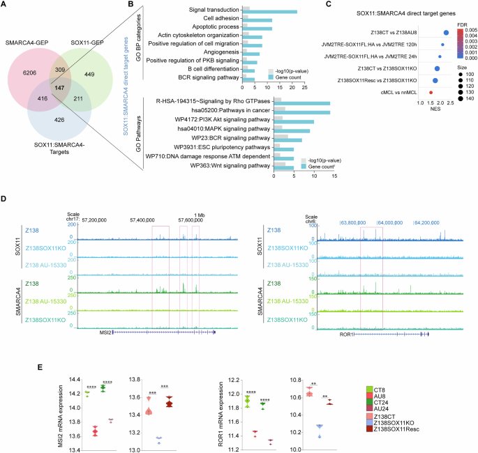 Fig. 5: SOX11 and SMARCA4 share a transcriptomic signature in MCL.