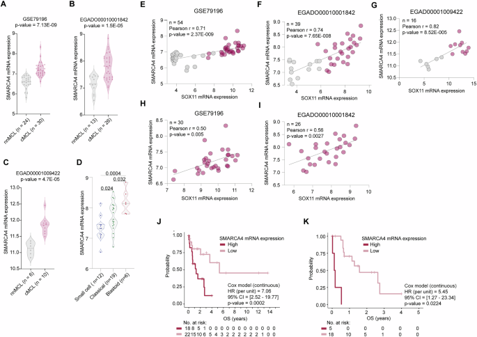 Fig. 6: SMARCA4 expression is directly regulated by SOX11 and associated with poor prognosis in MCL.
