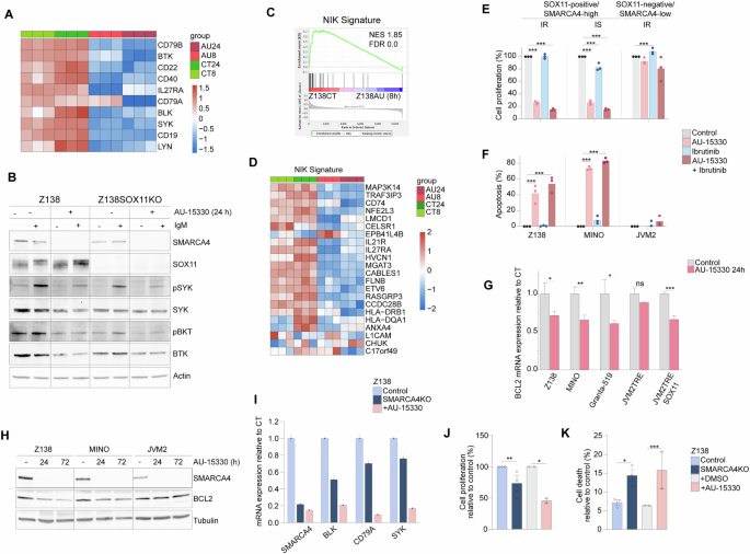 Fig. 7: SMARCA4-specific degradation downregulates the BCR-, NIK-, and BCL2-signaling in MCL cell lines.
