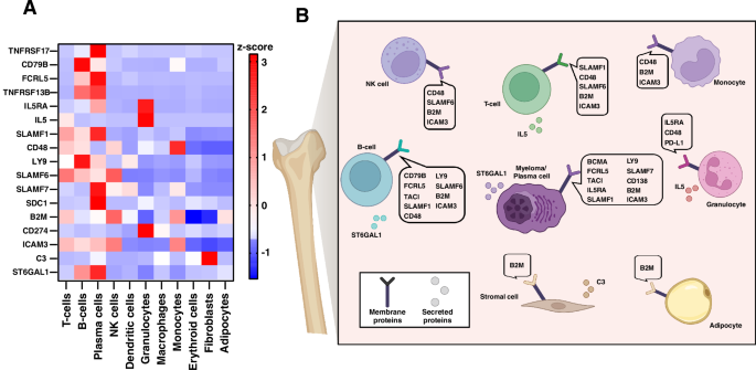 Fig. 2: Cellular expression of potential cell surface and secreted biomarkers in the BM microenvironment.