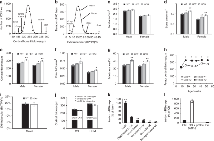 Notum Inhibition Increases Endocortical Bone Formation And Bone Strength Bone Research