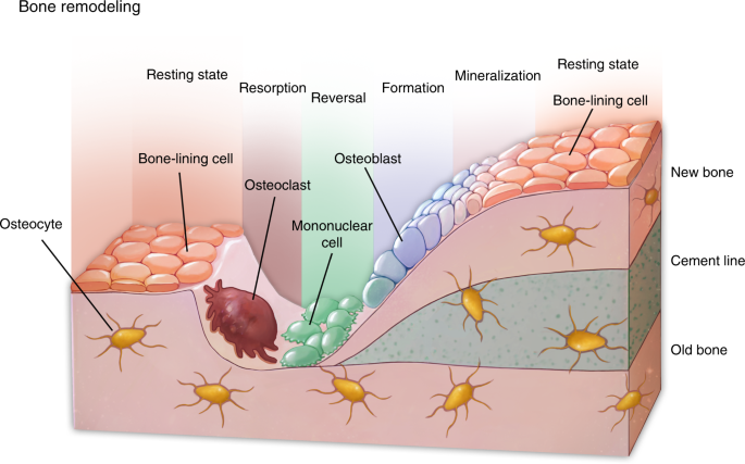 Autophagy in bone homeostasis and the onset of osteoporosis | Bone Research Autophagy in bone homeostasis and the onset of osteoporosis | Bone Research