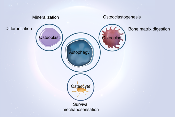 Autophagy in bone homeostasis and the onset of osteoporosis | Bone Research Autophagy in bone homeostasis and the onset of osteoporosis | Bone Research