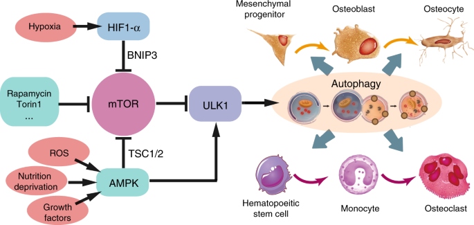 Autophagy in bone homeostasis and the onset of osteoporosis | Bone Research Autophagy in bone homeostasis and the onset of osteoporosis | Bone Research
