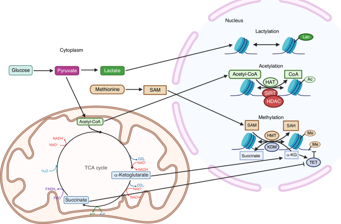 jacob teitelbaum glutathione Metabolic reprogramming in skeletal cell differentiation Strength:5mg+5mg Retatrutide + GHK-Cu: Weight Glutathione Workout Recovery