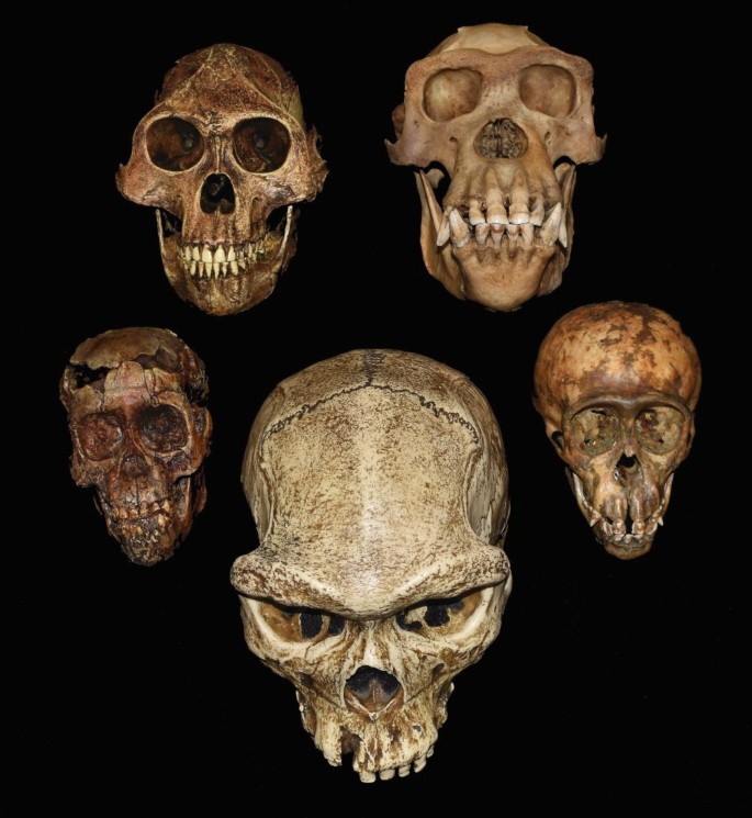 Skeleton Teeth Adult Brown Skeleton Teeth Adult Brown